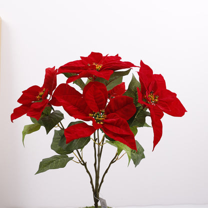Blooming Beauties: Discover the Enchanting Christmas Flowers