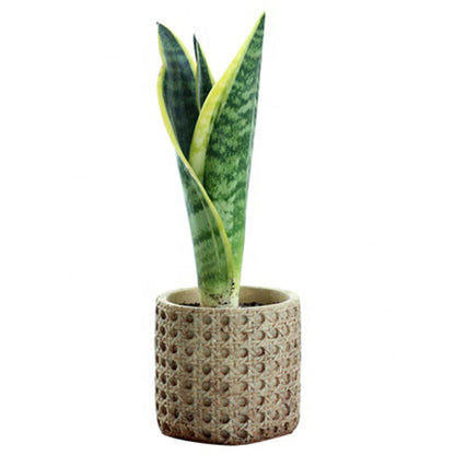 CV-006 European Style Retro Cement Green Plant Flower Pot