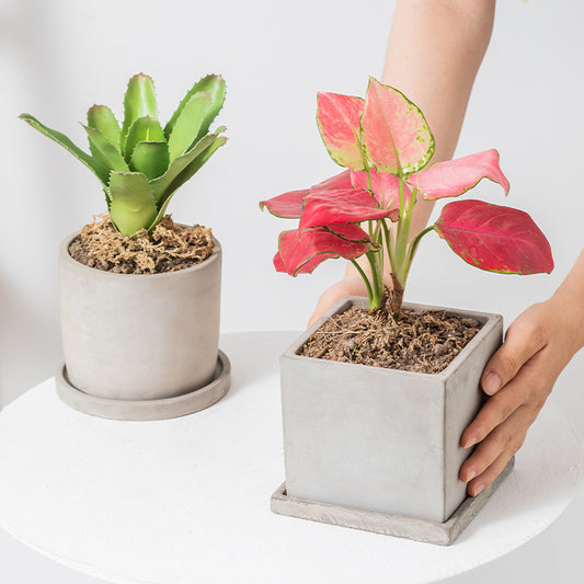 Minimalist Cement Vase With Tray