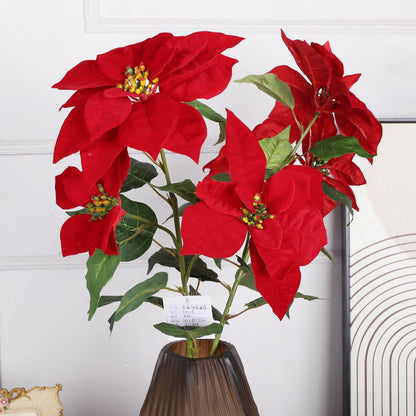Цветущие красавицы: откройте для себя очаровательные рождественские цветы