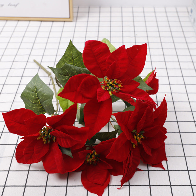 Цветущие красавицы: откройте для себя очаровательные рождественские цветы